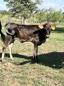 PR Millie 20G
