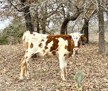 PR Holly Ann