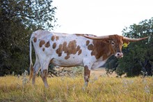 REDSTAR DOLLY